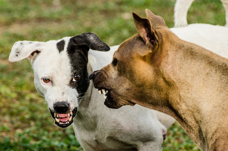 Snapping at Other Dogs