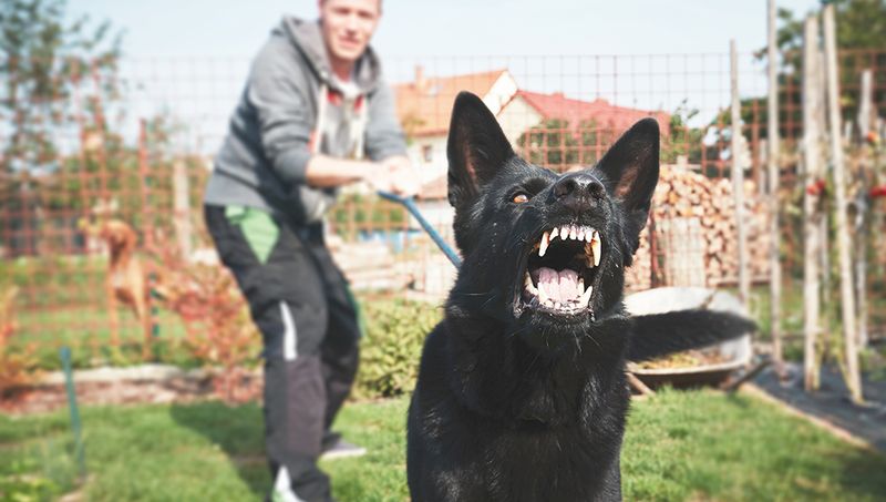 Unexplained Aggression Towards Humans