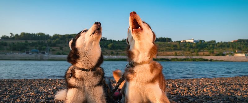 Changes in Vocalization