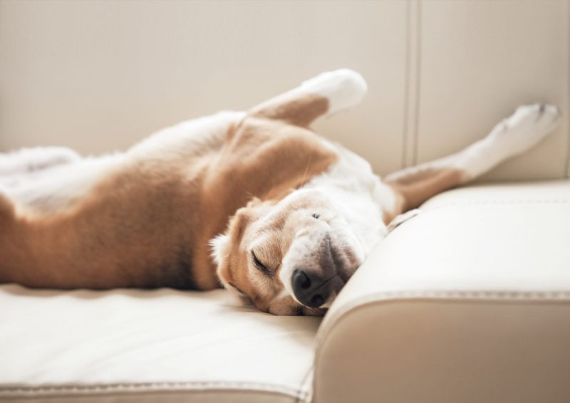 Relaxed Sleep