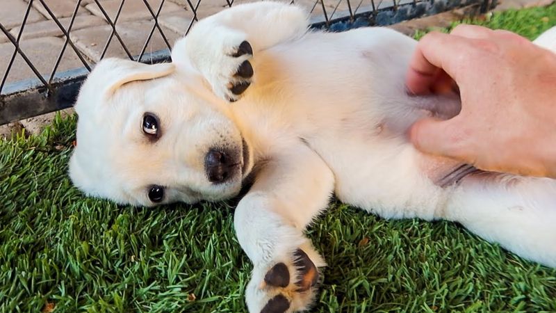 Offering Belly Rubs