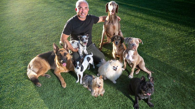 The Power of the Pack