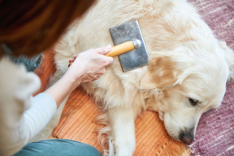 Grooming Needs