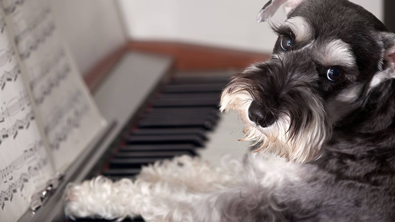 Calming Music for Dogs