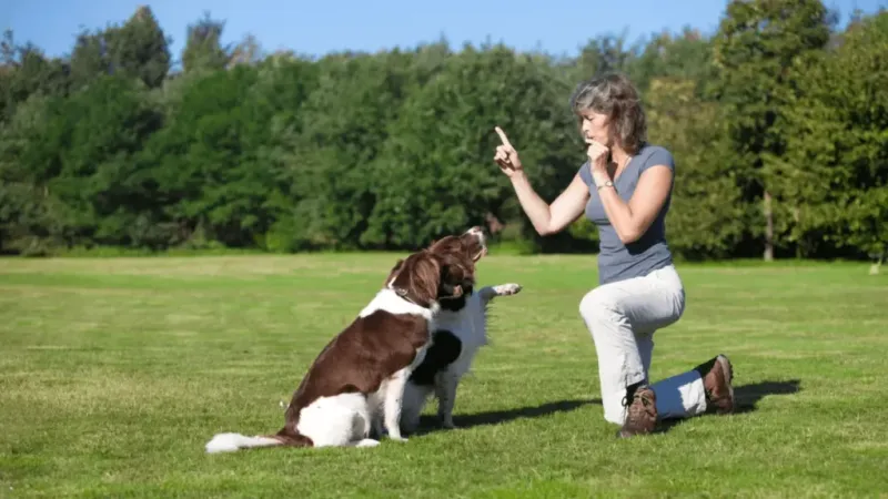 Obedience Commands