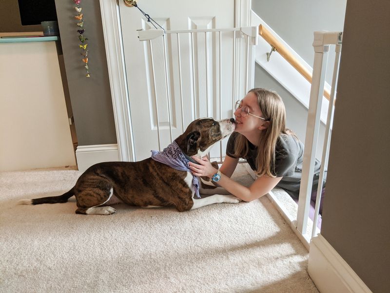 Professional Help: Trainers and Behaviorists