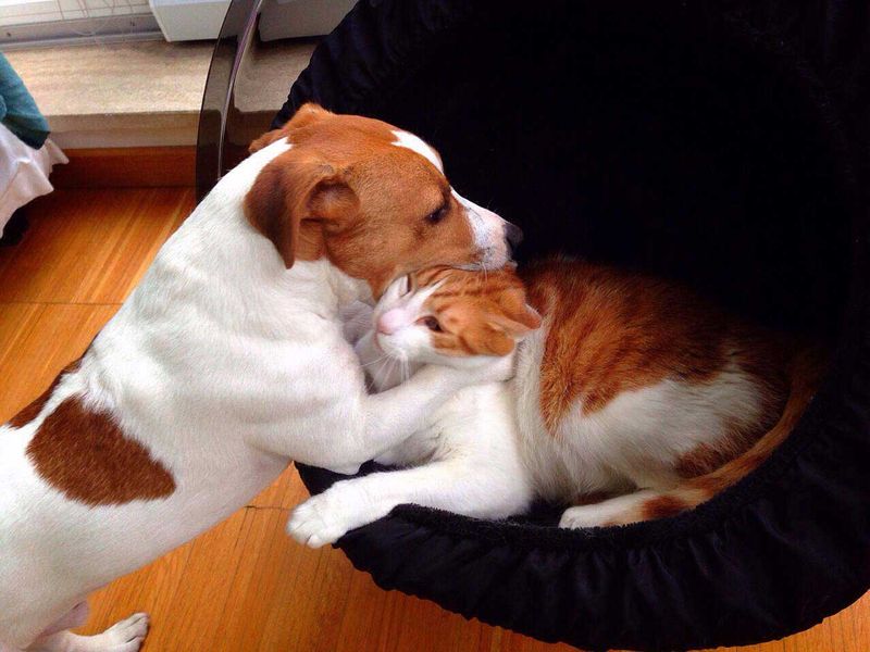 Impact on Other Pets
