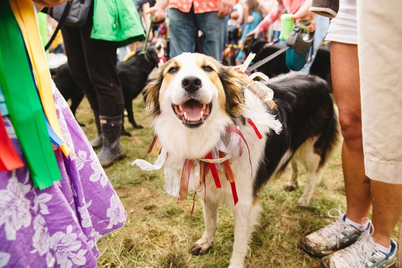 Attending Dog-Friendly Events