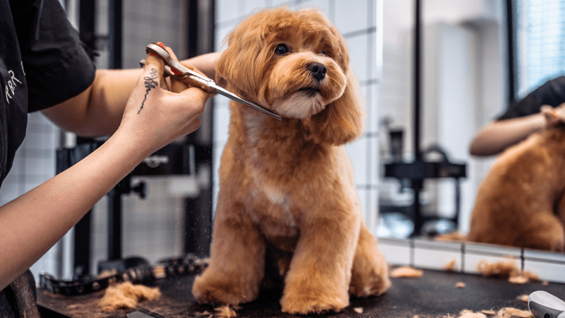 Being Groomed