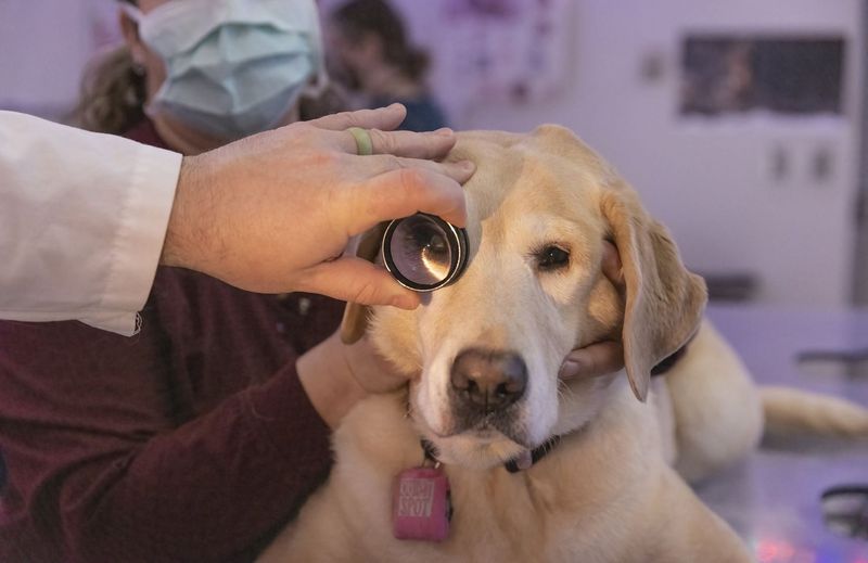Unveiling Aging Biomarkers