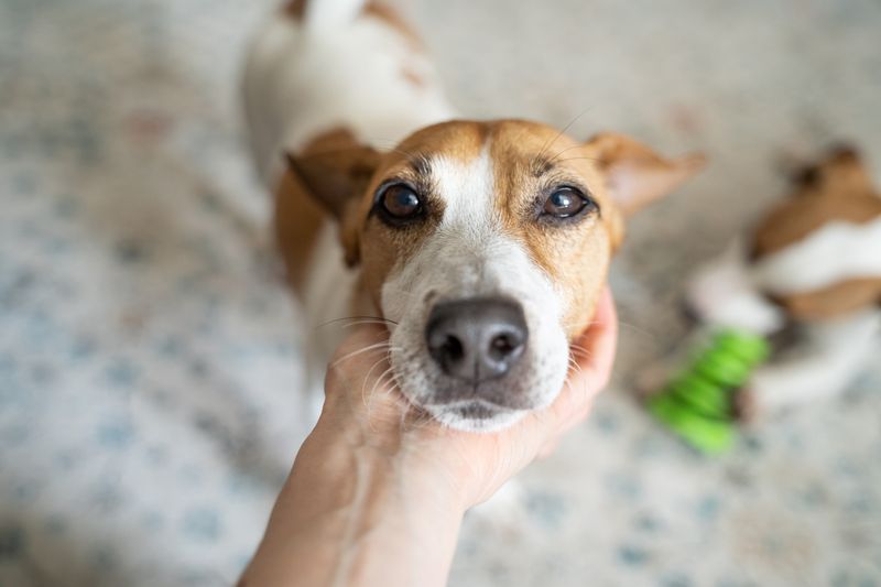 Excited Barking
