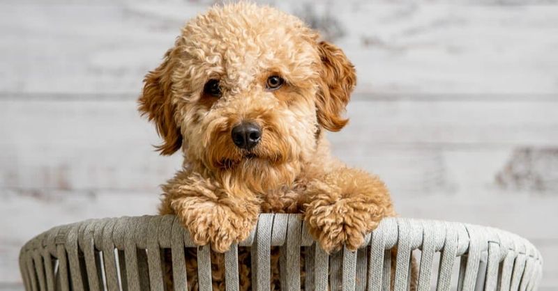 Soft, Hypoallergenic Coat