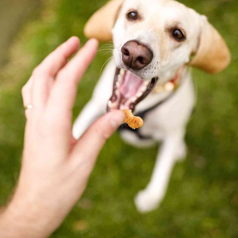 Relying Solely on Treats