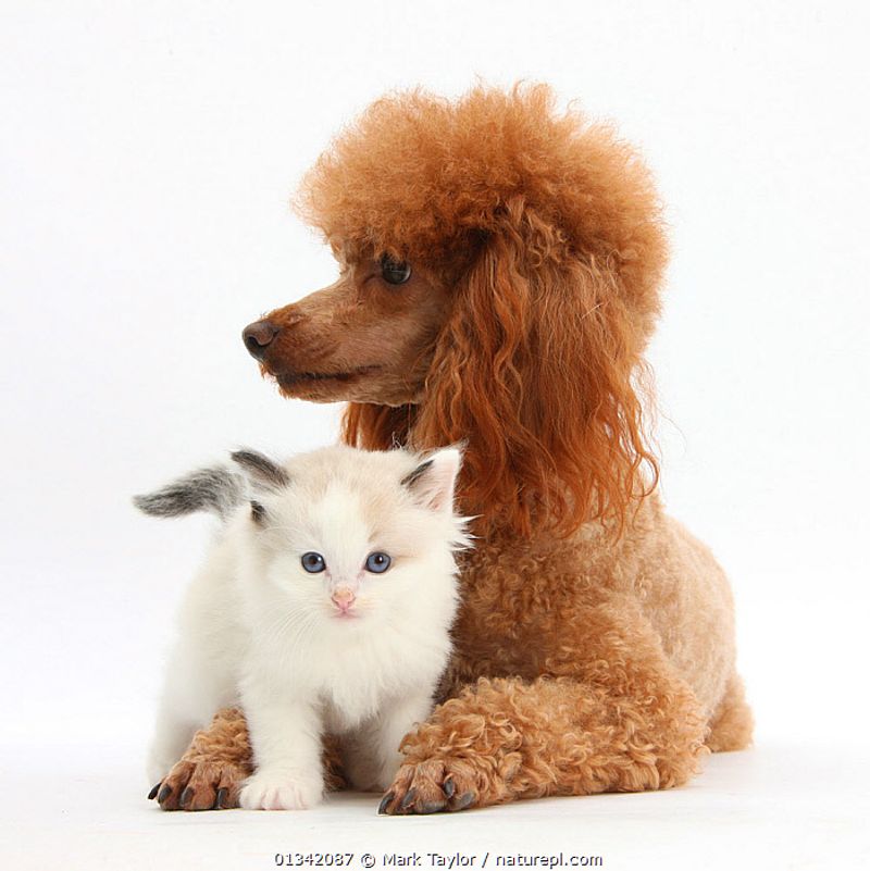 Good with Other Pets