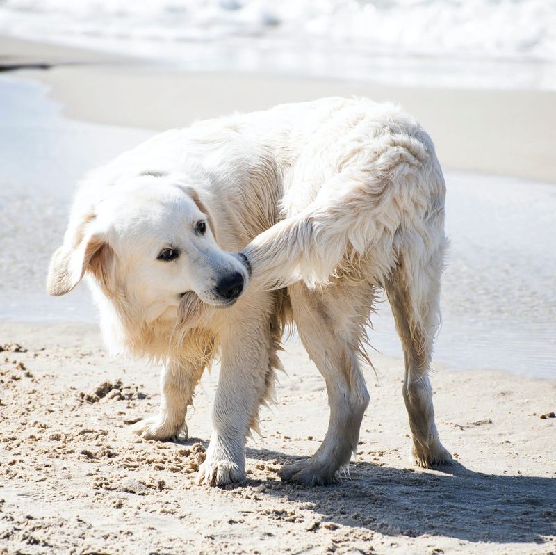 Obsessive Tail Chasing