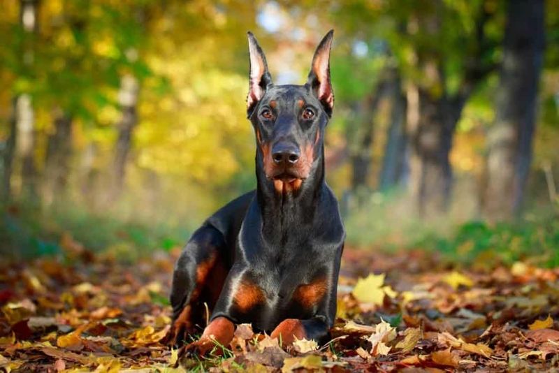 Daring Doberman