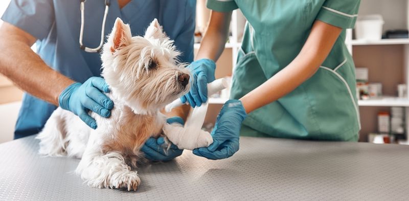 Seek Veterinary Advice