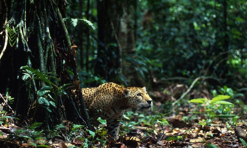 Jaguar
