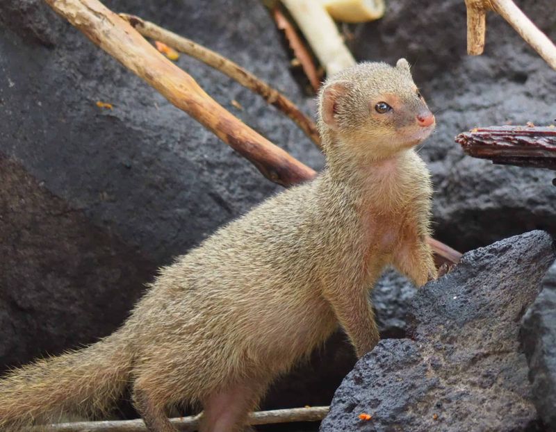Mongoose