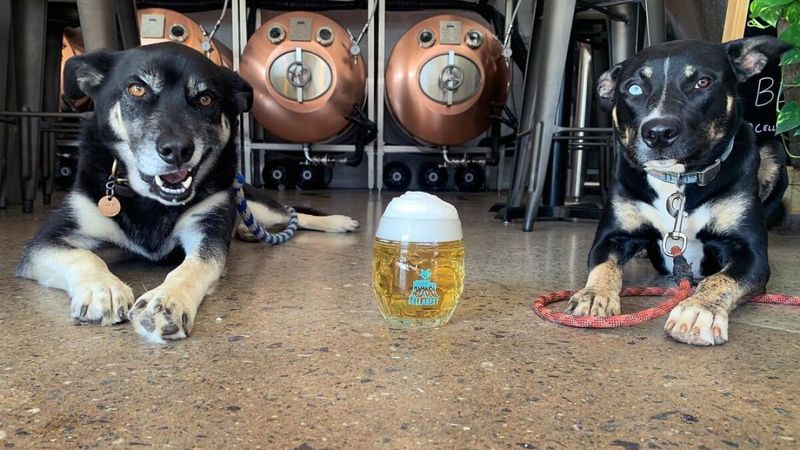 Hoppy Hound Brewery