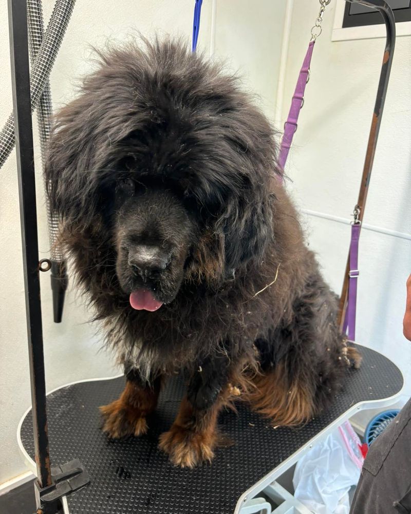 Tibetan Mastiff