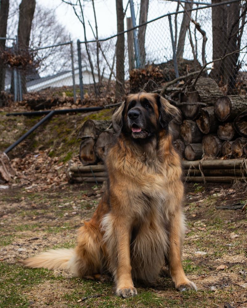 Leonberger