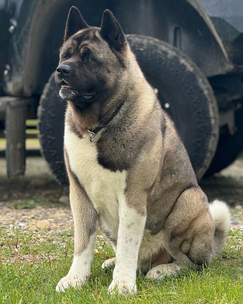 Akita