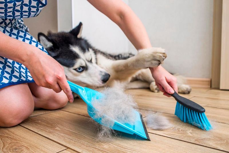 Preference for a Clean Home
