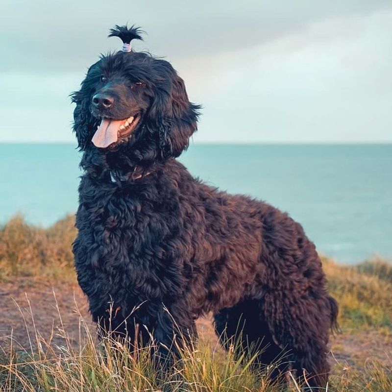 Portuguese Water Dog