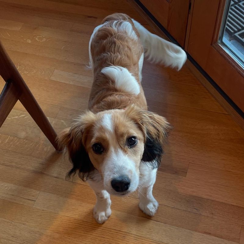Kooikerhondje