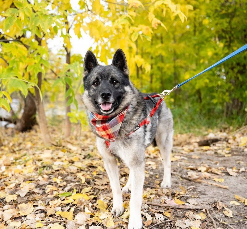 Norwegian Elkhound