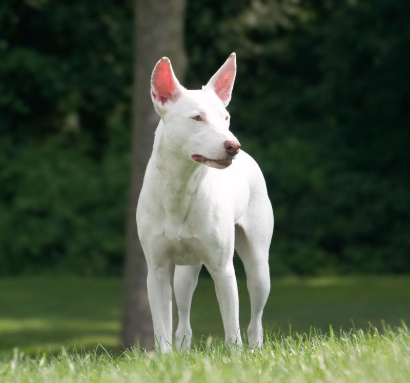 Ibizan Hound