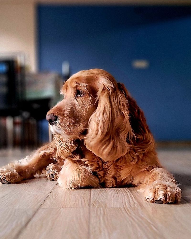 Sussex Spaniel