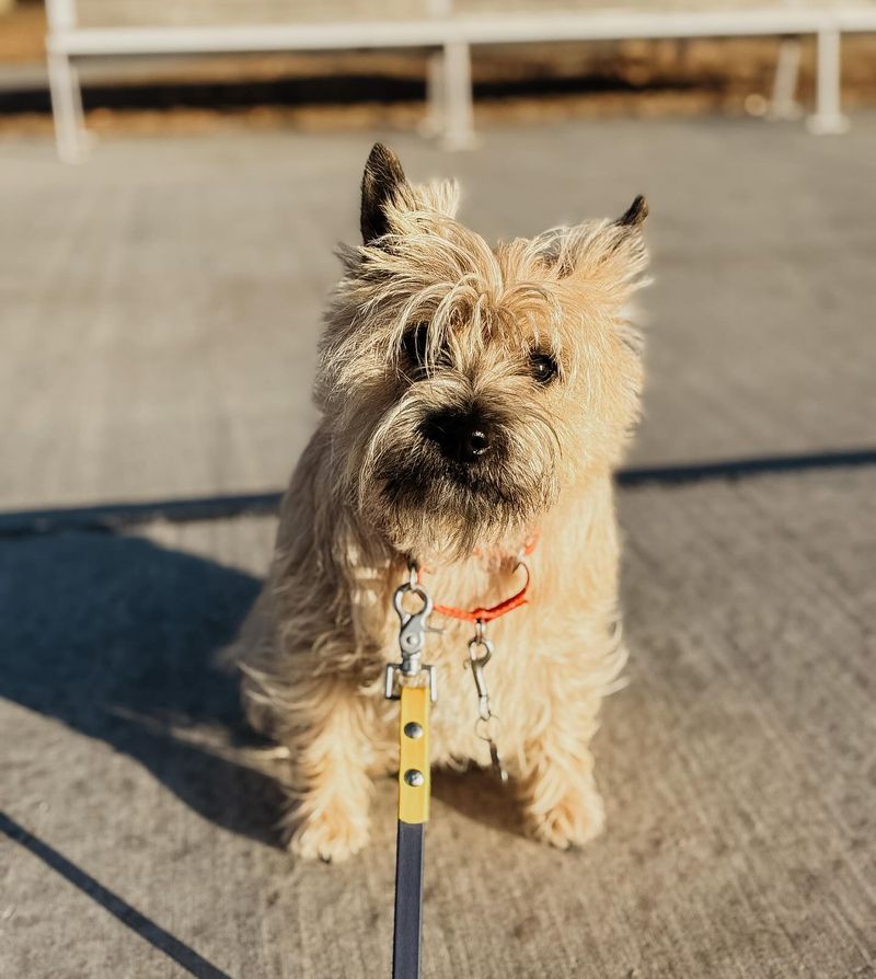 Cairn Terrier