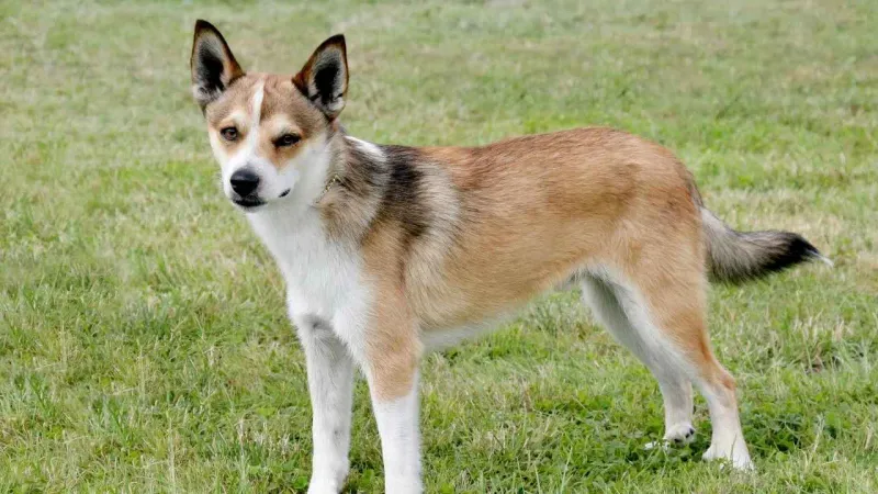 Norwegian Lundehund