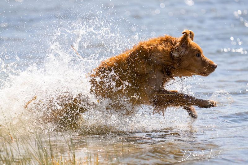 Nova Scotia Duck Tolling Retriever