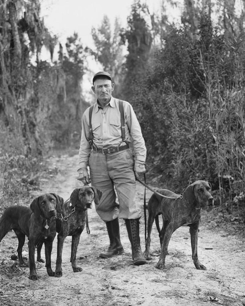 Plott Hound