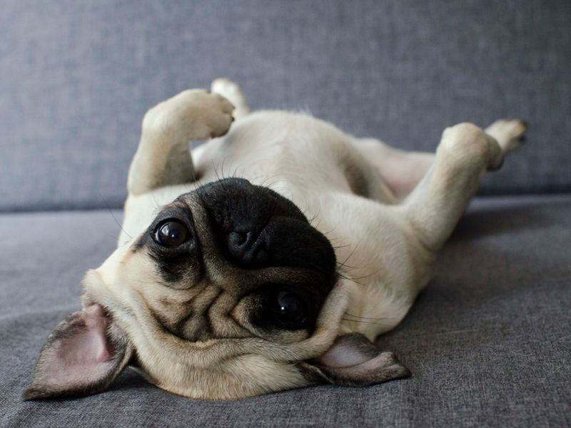 Sleeping Belly Up
