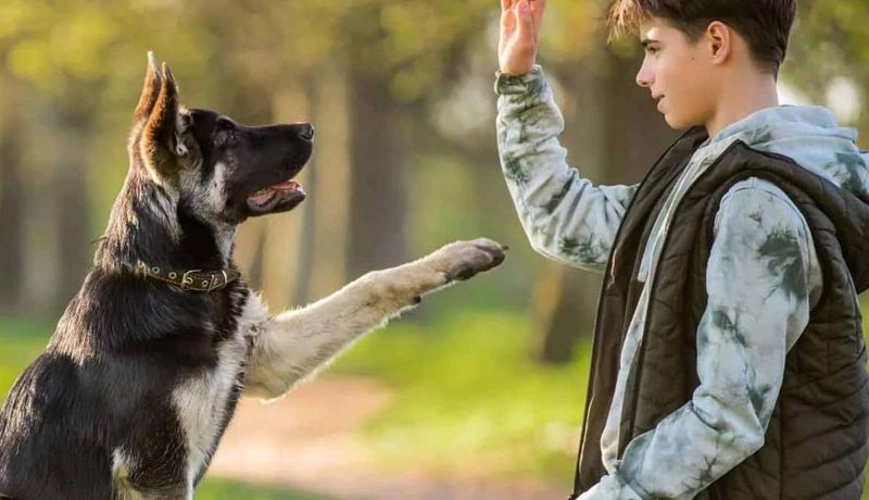 Understanding Commands