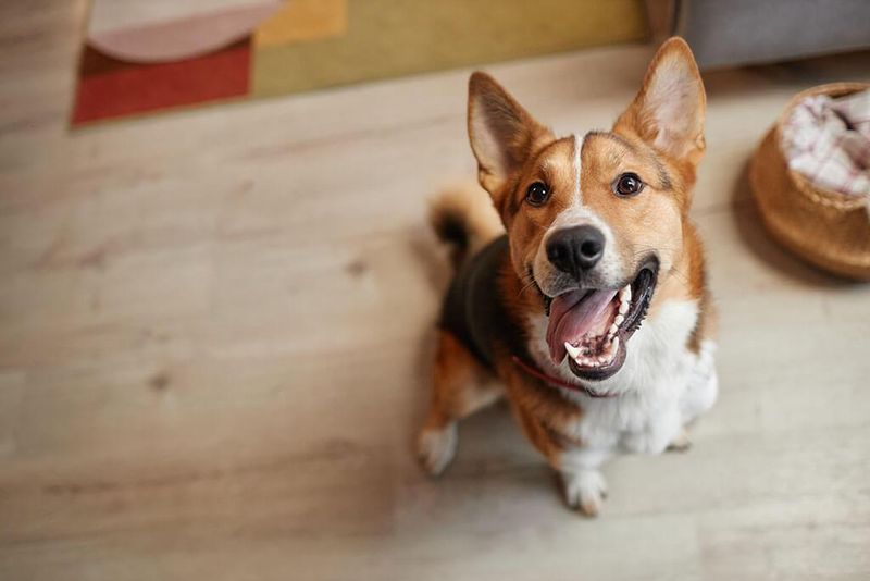 Happy Barking