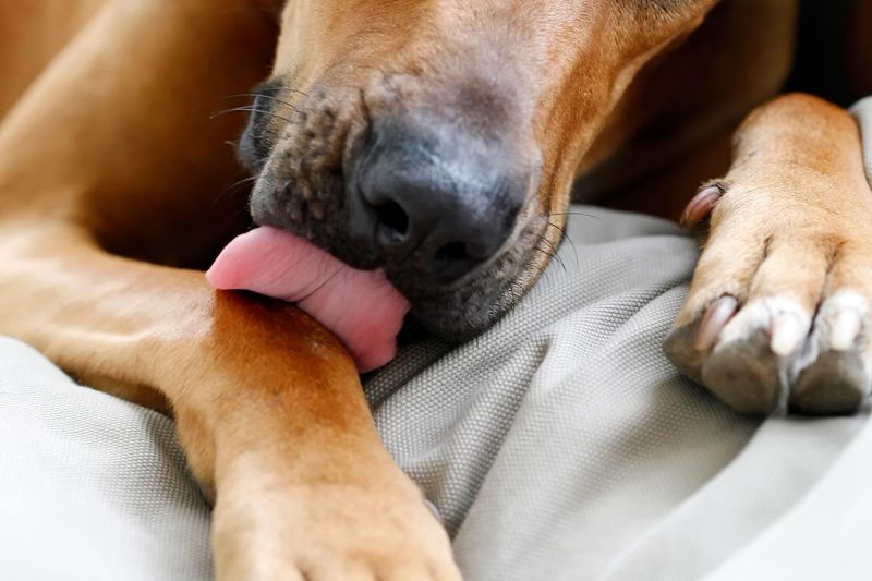 Licking Excessively