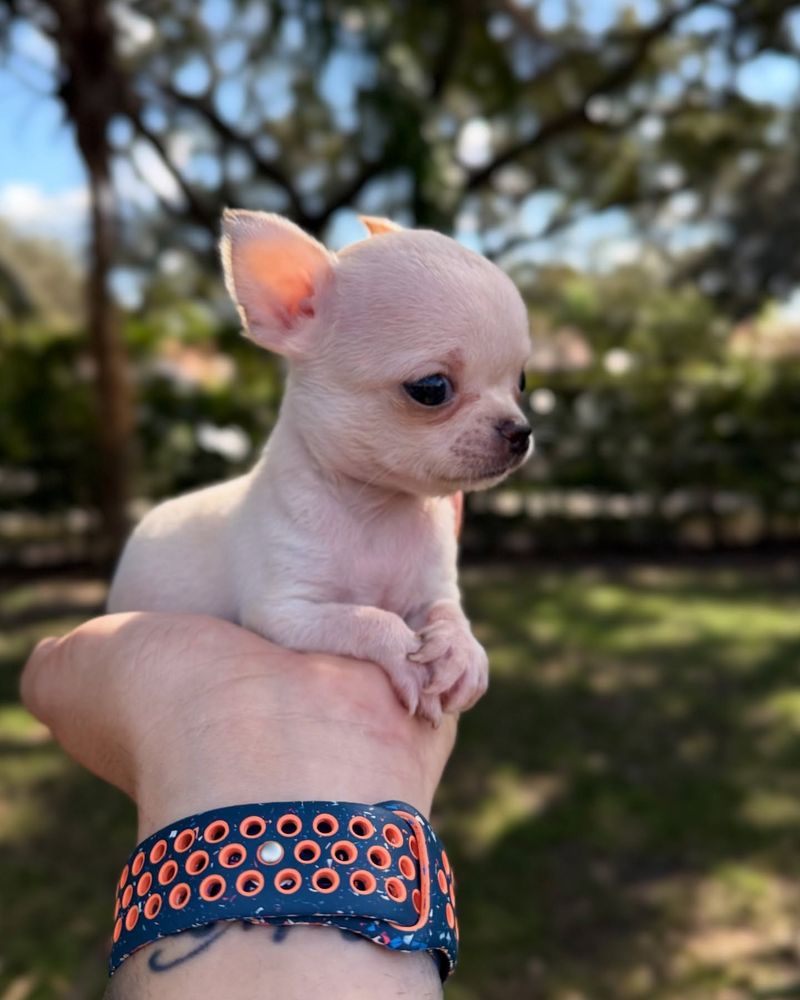 Chihuahua