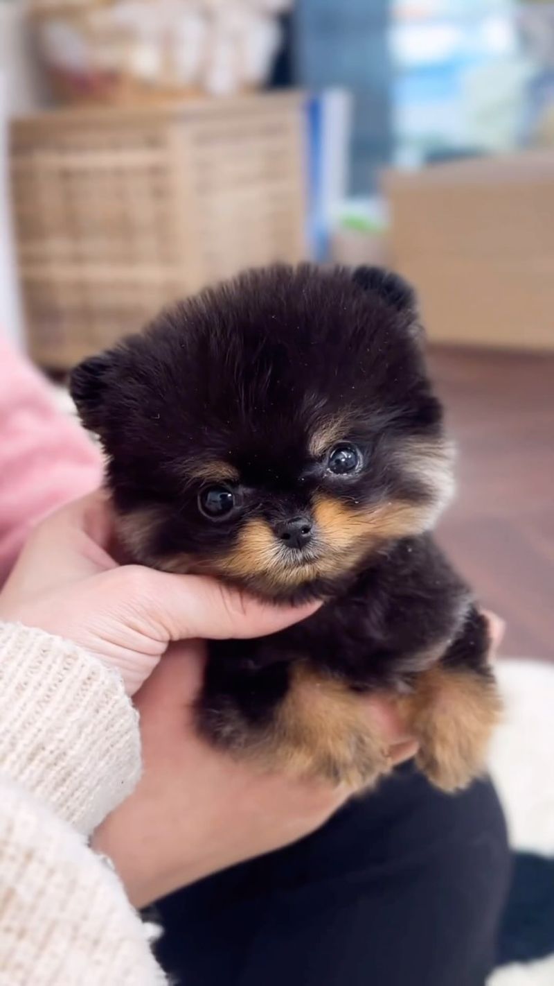Pomeranian