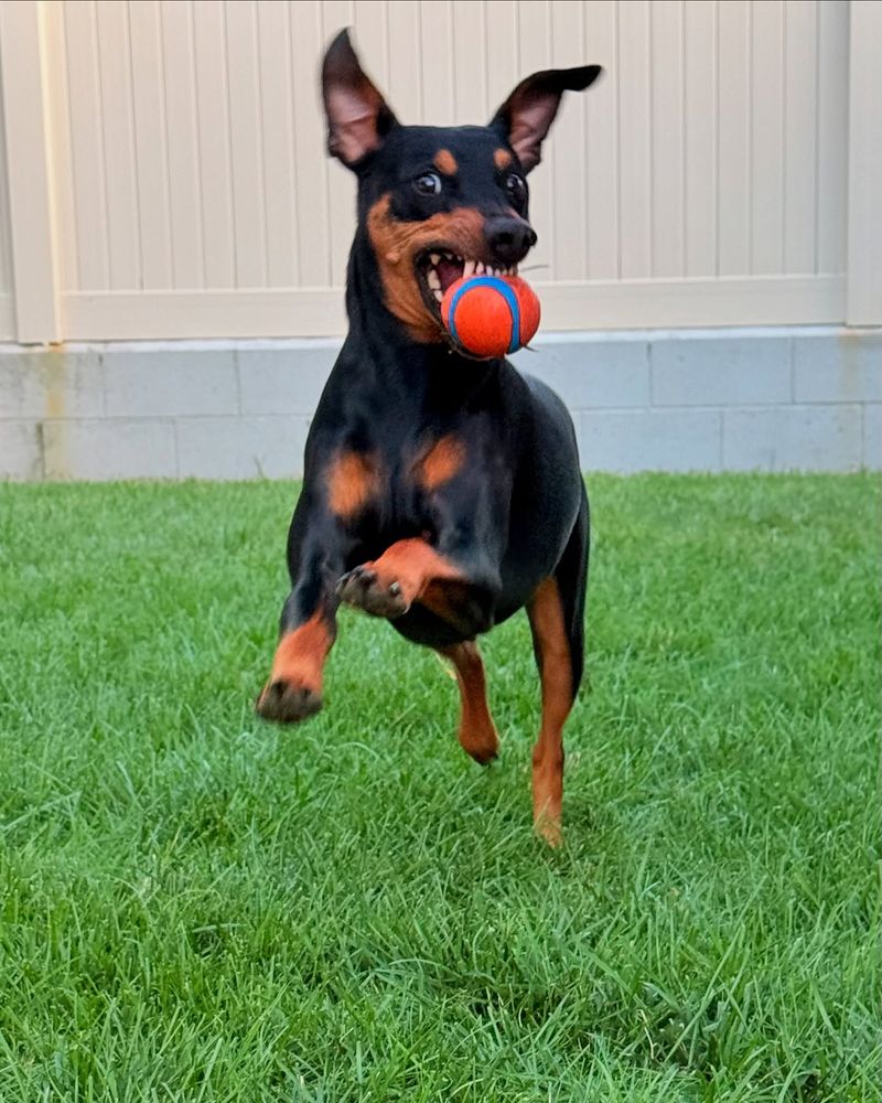 German Pinscher