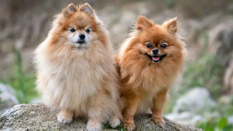 Pomeranian's Fluffy Devotion