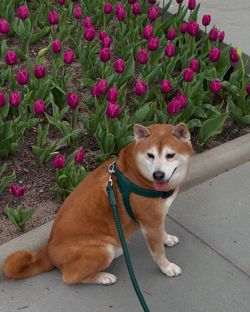 Shiba Inu
