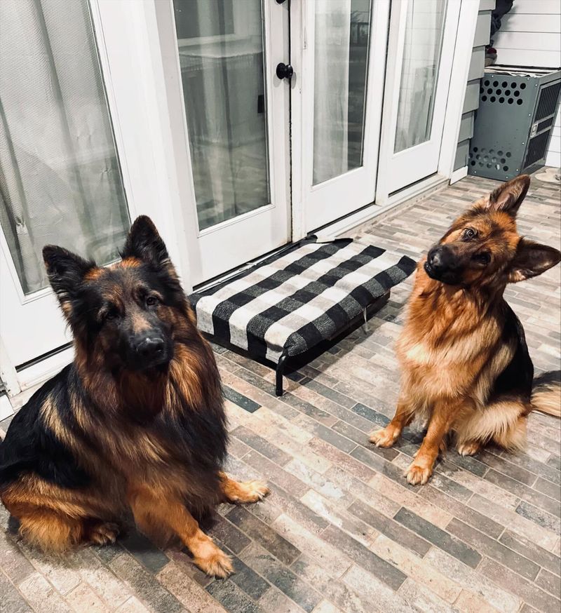 German Shepherd