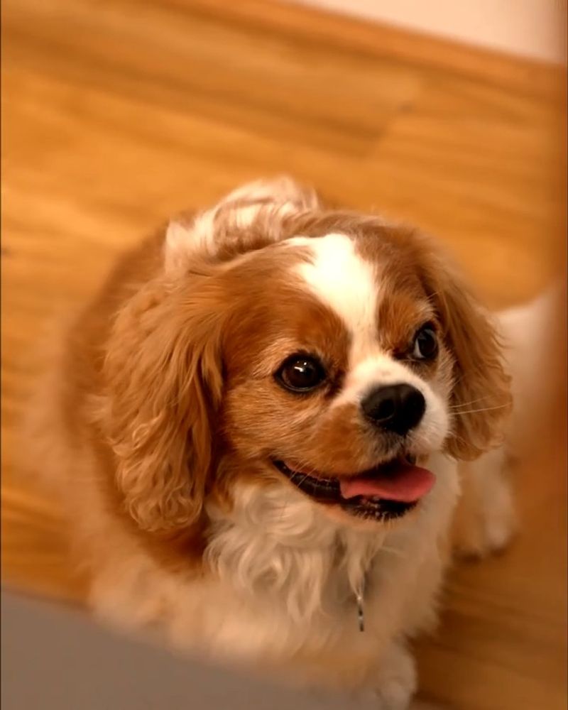 Cavalier King Charles Spaniel