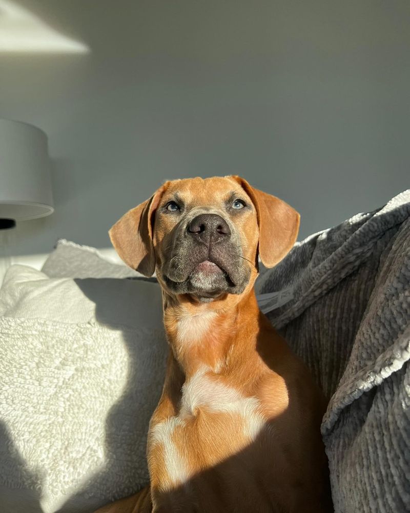 Boxer
