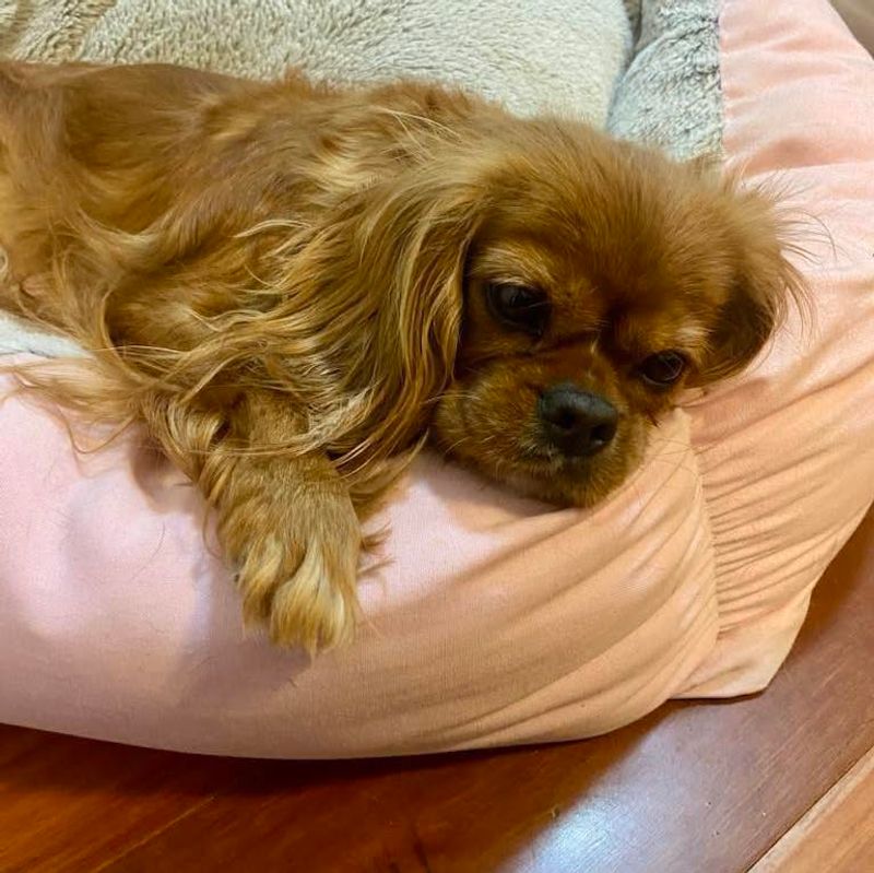 Cavalier King Charles Spaniel